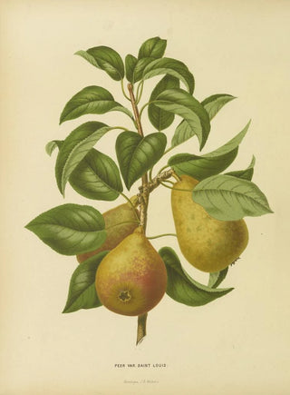 Abraham Jacobus Wendel - Nederlandsche flora en pomona Pl33.webp