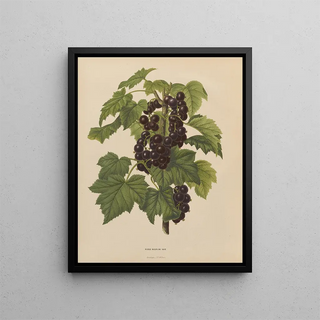 Abraham Jacobus Wendel - Nederlandsche flora en pomona Pl45.webp