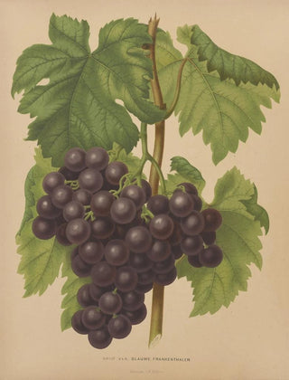 Abraham Jacobus Wendel - Nederlandsche flora en pomona Pl50.webp