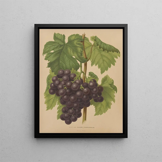 Abraham Jacobus Wendel - Nederlandsche flora en pomona Pl50.webp