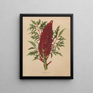 Abraham Jacobus Wendel - Nederlandsche flora en pomona Pl52.webp