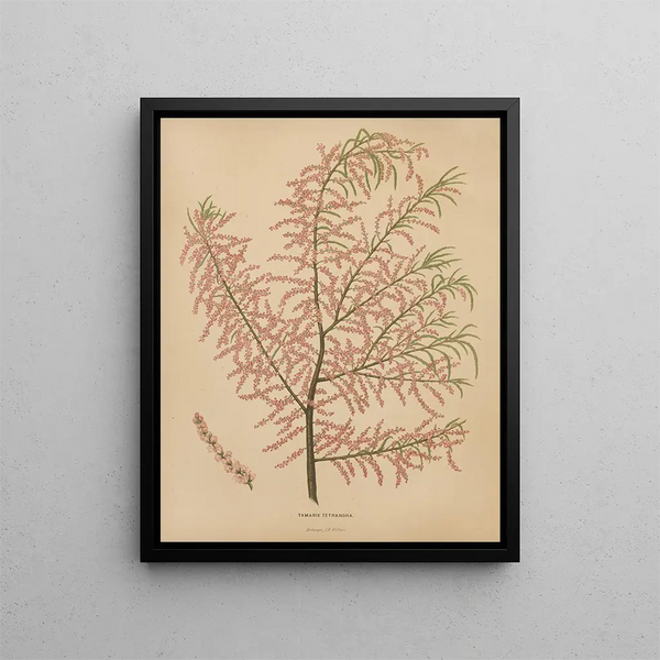 Abraham Jacobus Wendel - Nederlandsche flora en pomona Pl56.webp