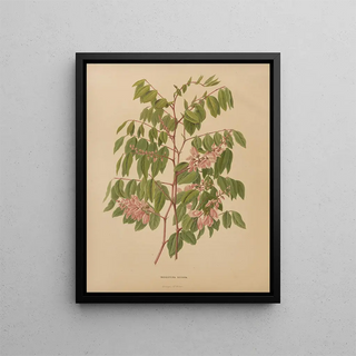 Abraham Jacobus Wendel - Nederlandsche flora en pomona Pl64.webp