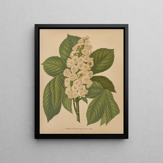 Abraham Jacobus Wendel - Nederlandsche flora en pomona Pl70.webp