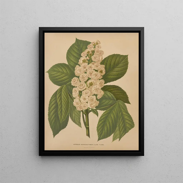 Abraham Jacobus Wendel - Nederlandsche flora en pomona Pl70.webp