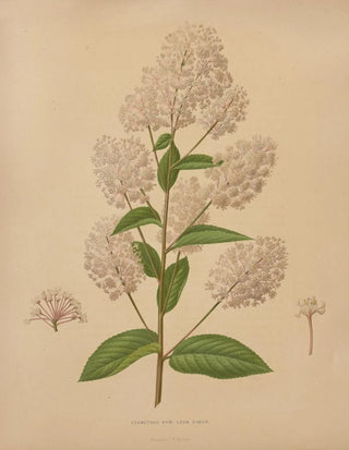 Abraham Jacobus Wendel - Nederlandsche flora en pomona Pl72.webp