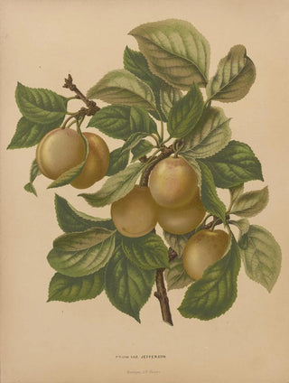 Abraham Jacobus Wendel - Nederlandsche flora en pomona Pl77.webp