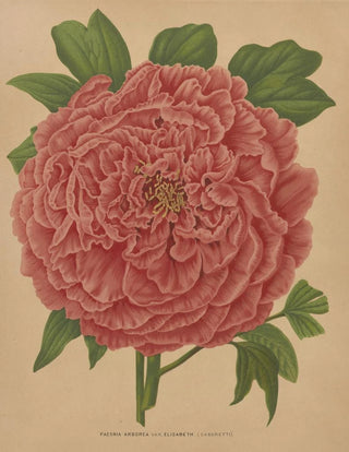 Abraham Jacobus Wendel - Nederlandsche flora en pomona Pl81.webp