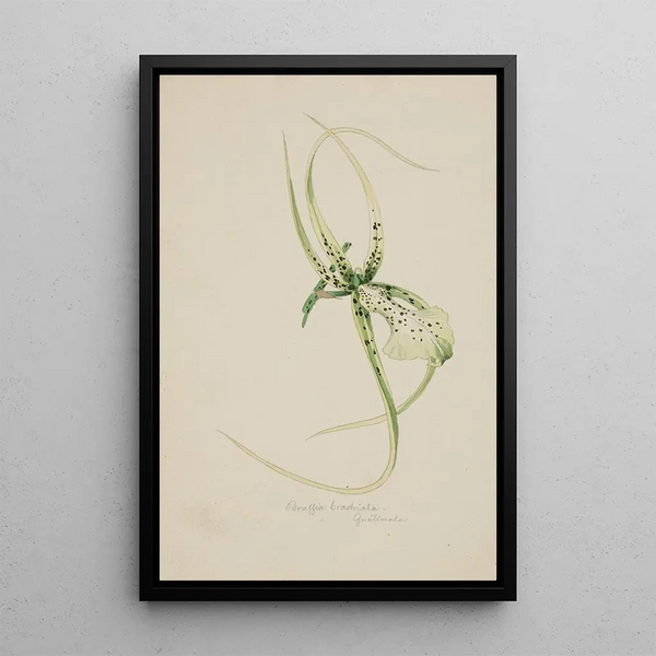Adolf Schrdter - Orchidee Brassia Brachiata Guatemala.webp