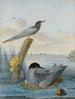 Ein Paar Schwarzer Stärne mit Nest und Ei in einer Flusslandschaft - Aert Schouman — Ansicht des Kunstwerks