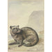 Ein seltsame viverrine Katze - Aert Schouman — Ansicht des Kunstwerks