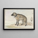 Iena maculata - Aert Schouman — quadro incorniciato alla parete