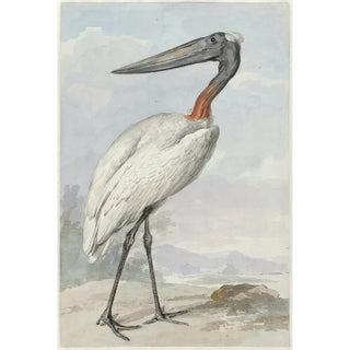Aert Schouman - Jabiroe Jabiroe mycteria.webp