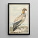 Vautour pape Sarcoramphus papa - Aert Schouman — quadro incorniciato alla parete