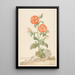 Reproduktion des Gemäldes Lychnis fleur de coucou orange dans un paysage - Aert Schouman
