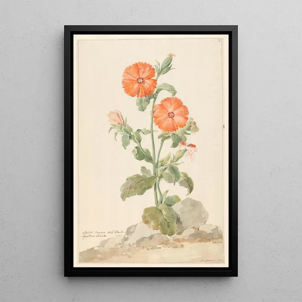 Aert Schouman - Oranje koekoeksbloem in landschap.webp
