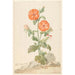 Reproduktion des Gemäldes Lychnis fleur de coucou orange dans un paysage - Aert Schouman