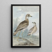 Zwei Reiher - Aert Schouman — gerahmtes Bild an der Wand