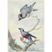 Reproduktion des Gemäldes Zwei Vögel, eine Blaumeise und ein Purpurbrust-Cotinga - Aert Schouman