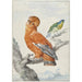 Zwei exotische Vögel - Aert Schouman — Ansicht des Kunstwerks