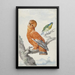 Zwei exotische Vögel - Aert Schouman — gerahmtes Bild an der Wand