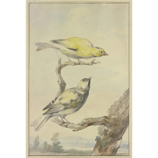 Aert Schouman - Two canaries.webp