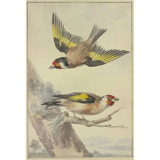 Aert Schouman - Two goldfinches.webp