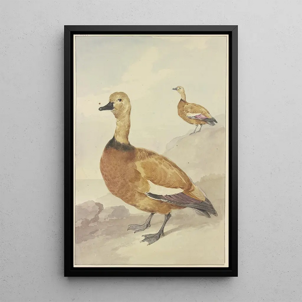 Aert Schouman - Two red ducks.webp
