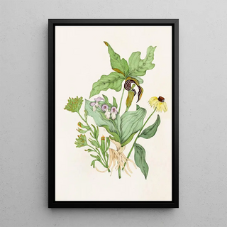 Agnes Fitzgibbon - Indian Turnip Showy Orchis Painted Cup Scarlet Cup Cone Flower.webp
