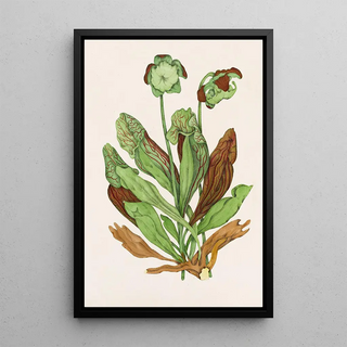 Agnes Fitzgibbon - Pitcher Plant.webp