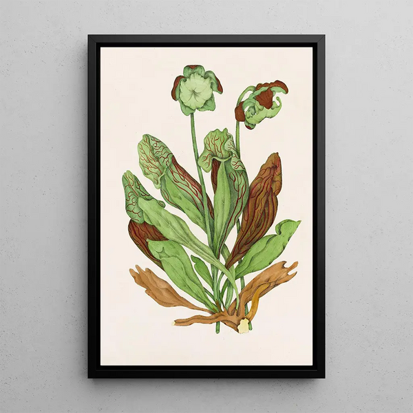 Agnes Fitzgibbon - Pitcher Plant.webp