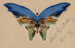 Schmetterling blau - Albert Bierstadt — Ansicht des Kunstwerks