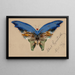 Schmetterling blau - Albert Bierstadt — gerahmtes Bild an der Wand