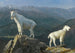 Mountain Goats Painting - Albert Bierstadt — artwork view
