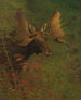 Studie eines Elans - Albert Bierstadt — Ansicht des Kunstwerks