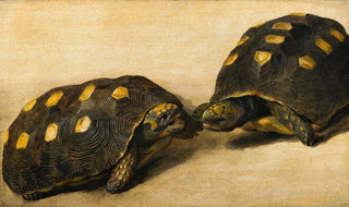 Albert Eckhout - Study of Two Brazilian Tortoises.webp