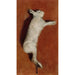 Studie eines toten Hasen - Albert Edelfelt — gerahmtes Bild an der Wand