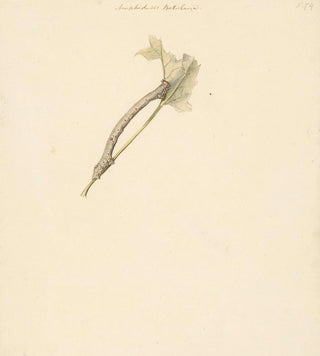 Albertus Steenbergen - Studieblad met rups Amphidasis Betularia.webp
