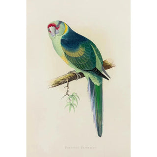 Alexander Francis Lydon - Barnards or the Bulla Bulla Parrakeet.webp