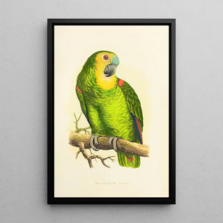 Alexander Francis Lydon - BlueFronted Amazon.webp