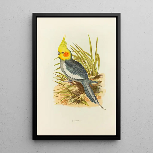 Alexander Francis Lydon - Cockatiel.webp