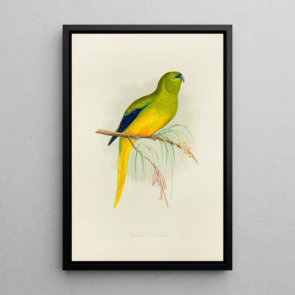 Alexander Francis Lydon - Elegant Parrakeet.webp