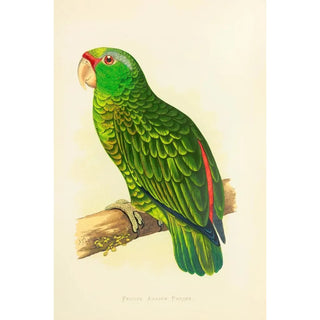 Alexander Francis Lydon - Festive Amazon Parrot.webp