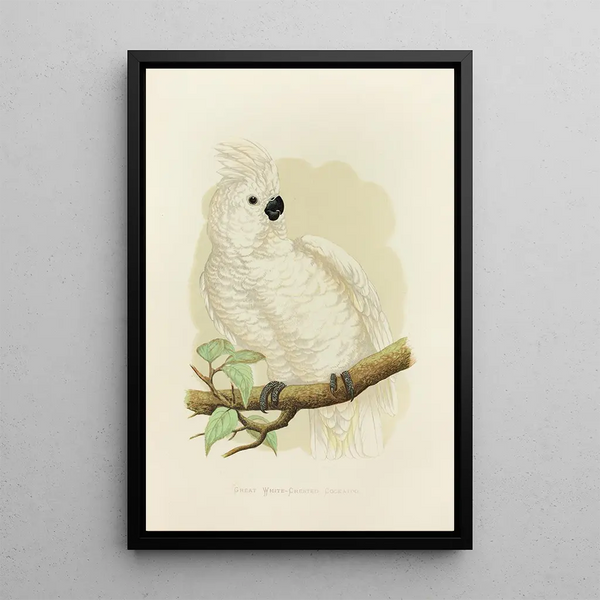 Alexander Francis Lydon - Great WhiteCrested Cockatoo.webp