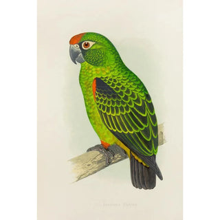 Alexander Francis Lydon - Jardines Parrot.webp