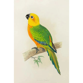 Alexander Francis Lydon - Jendaya Conure.webp