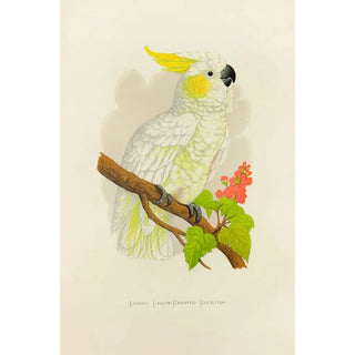 Alexander Francis Lydon - Lesser LemonCrested Cockatoo.webp