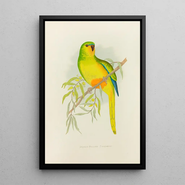 Alexander Francis Lydon - OrangeBellied Parrakeet.webp