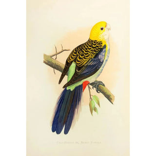 Alexander Francis Lydon - PaleHeaded or Mealy Rosella.webp