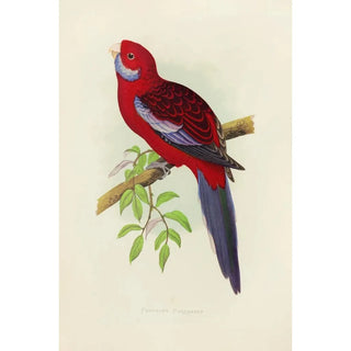 Alexander Francis Lydon - Pennants Parrakeet.webp